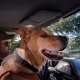 Photo of a dog in the cab of a truck with a male driver