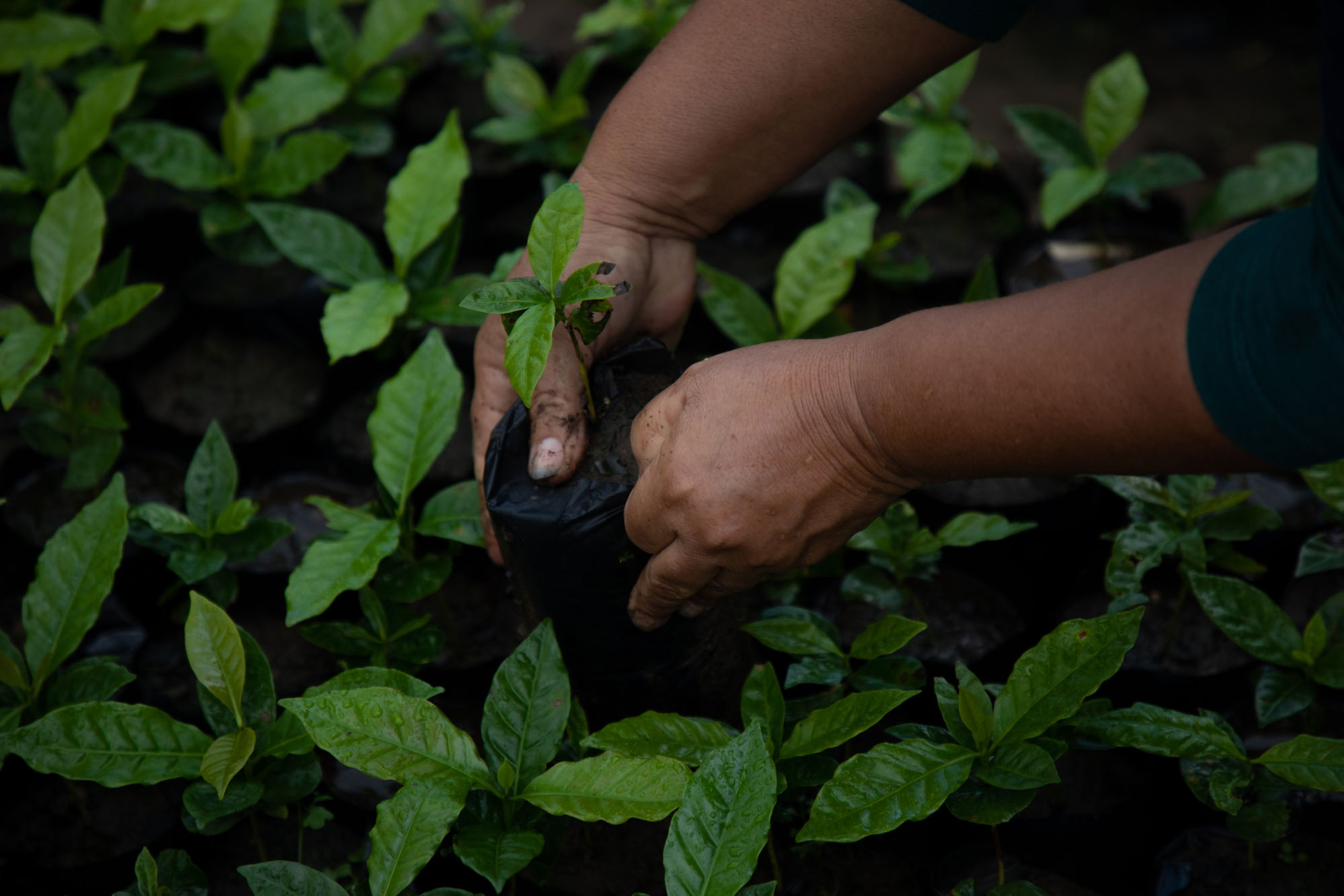 A farmer adjusts a coffee plant start in a greenhouse.